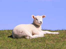 Weißes Lamm auf Weide liegend, vor blauem Himmel.
