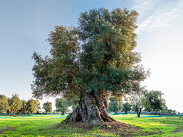 Sehr alter Baum