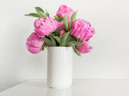Ein Strauß pinker Pfingstrosen in schlichter weißer Vase vor weißem Hintergrund.