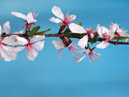 Dünner Ast mit pink blühenden Knospen vor blauem Hintergrund
