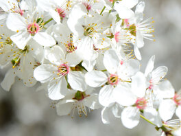 Weiße blühende Kirschblüten.