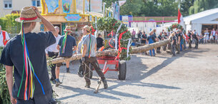 Maibaum wird aufgestellt