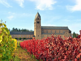 Weinreben vor dem Kloster Eibingen.