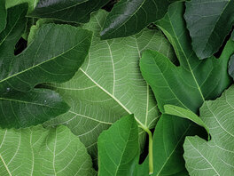 Feigenblätter liegen übereinander