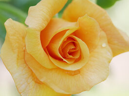 Gelbe Rosenblüte mit Tautropfen.